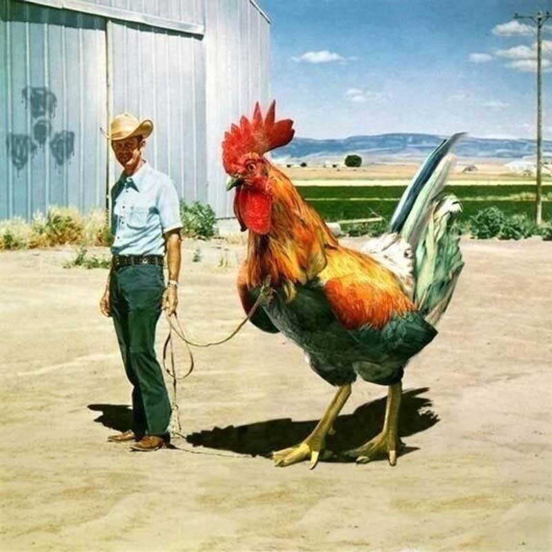 A man walking a giant rooster - Weird Picture Archive.