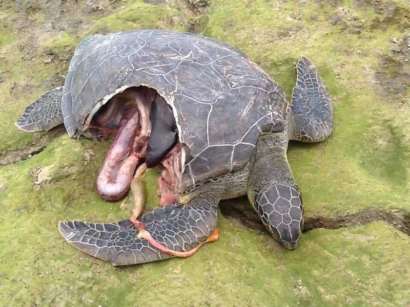 Turtle with a bite taken out of him